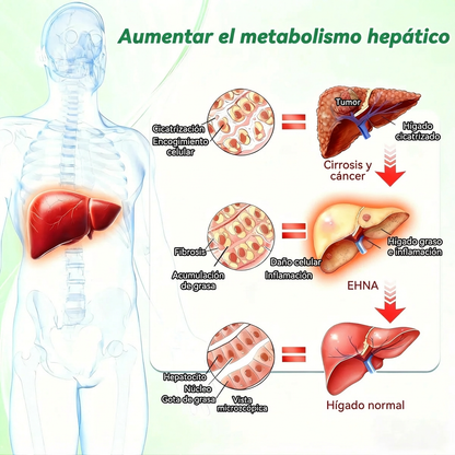 🇵🇦 Glorenda® Moringa + Berberina × NAD+ 10 en 1 | Parche Avanzado de Microagujas